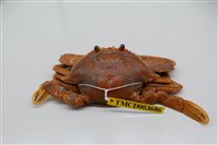 藏品(漢氏梭子蟹)的圖片